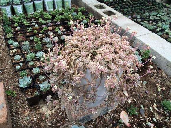 桂林第2个多肉大棚