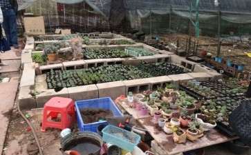 桂林第2个多肉大棚地址在哪里 图片