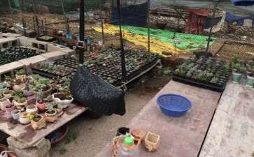 桂林第3个多肉大棚地址在哪里