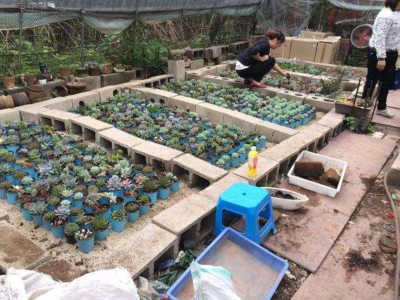 旅顺多肉大棚有哪些 地址在哪里