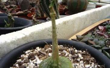 大连旅顺多肉大棚有哪些 地址在哪里