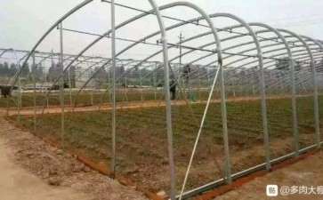 我想租1亩地搭建多肉大棚 可以吗