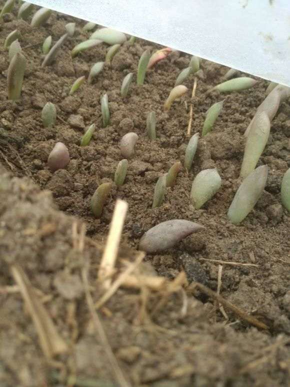 蔬菜大棚用来多肉叶插怎么样