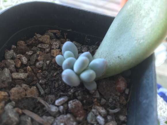 蔬菜大棚用来多肉叶插怎么样