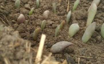 蔬菜大棚用来多肉叶插可以吗 图片