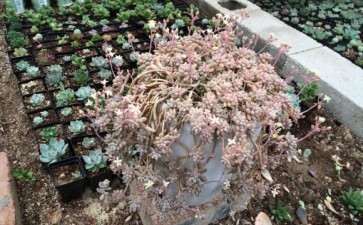 大连的多肉大棚地址在哪里 图片