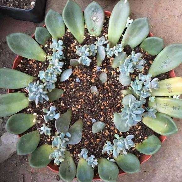 多肉大棚主是怎么叶插多肉的