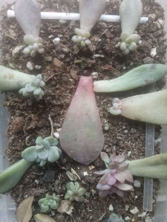 多肉大棚主是怎么叶插多肉的