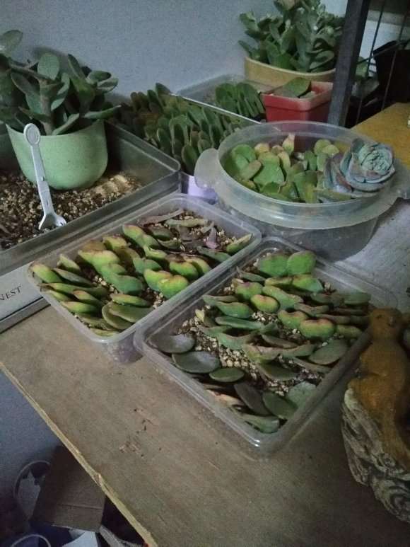 多肉大棚主是怎么叶插多肉的