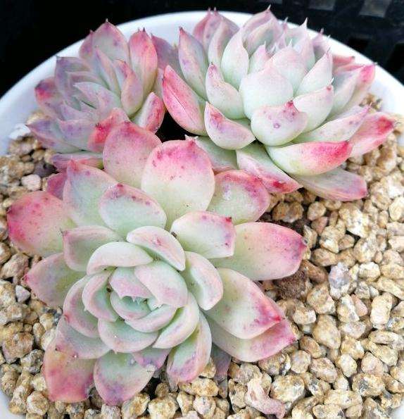 去昆明投资搭建多肉大棚