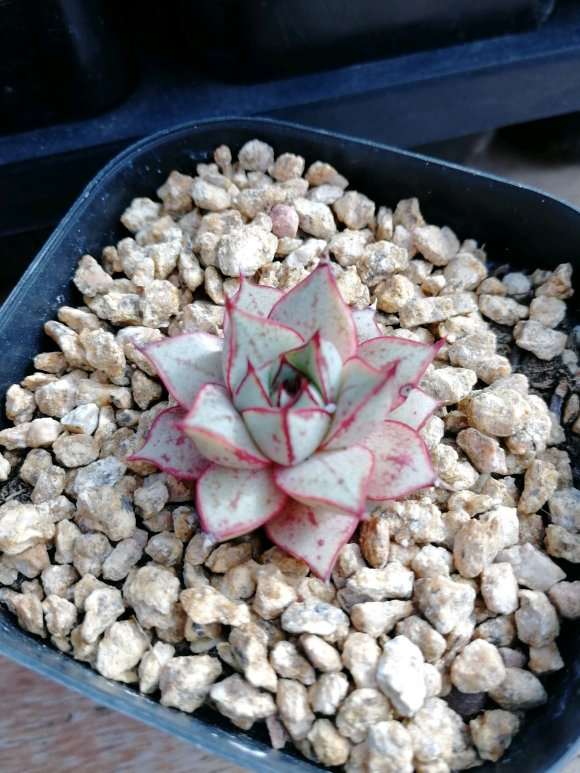 去昆明投资搭建多肉大棚 我是不是疯了