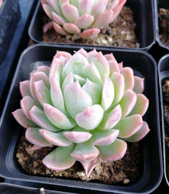 去昆明投资搭建多肉大棚