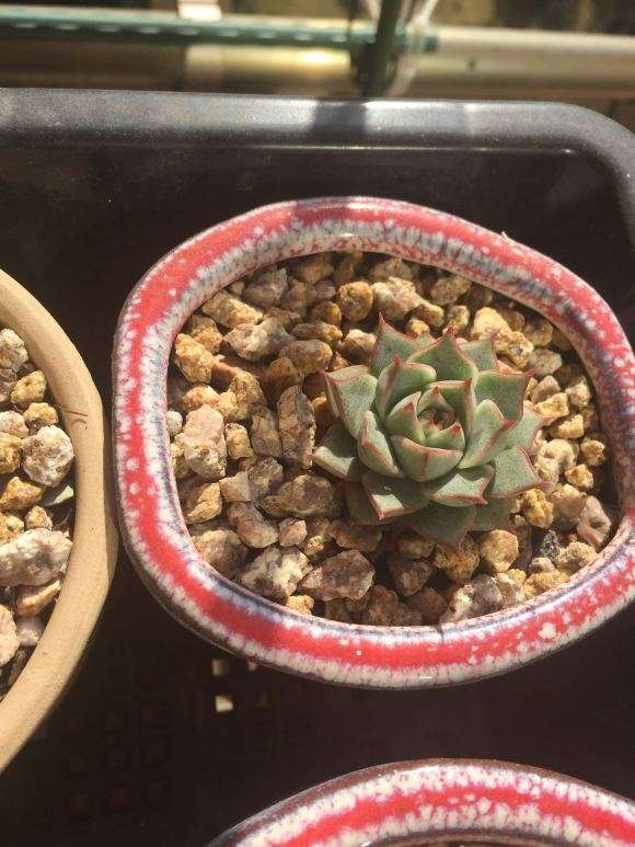 搭建10亩多肉大棚 投资100多万