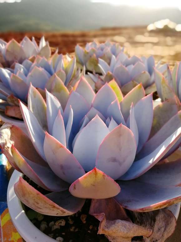 搭建10亩多肉大棚 投资100多万