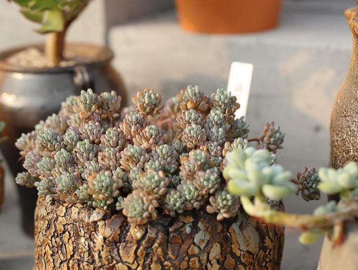 搭建10亩多肉大棚 投资100多万