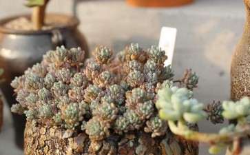 搭建10亩多肉大棚 投资100多万 亏吗