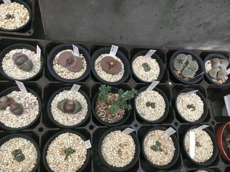 日本的多肉大棚