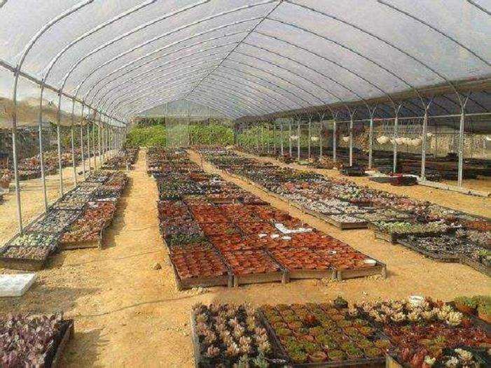 六安城南多肉大棚地址在哪里