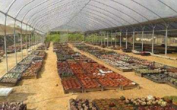 六安城南多肉大棚地址在哪里 图片