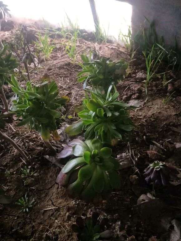 郑州有没有多肉大棚出租的