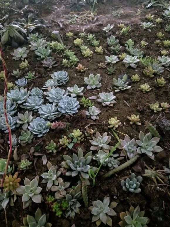 郑州有没有多肉大棚出租的