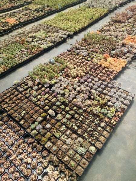 威海多肉大棚地址在哪里