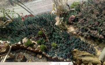 威海多肉大棚地址在哪里 想去看看