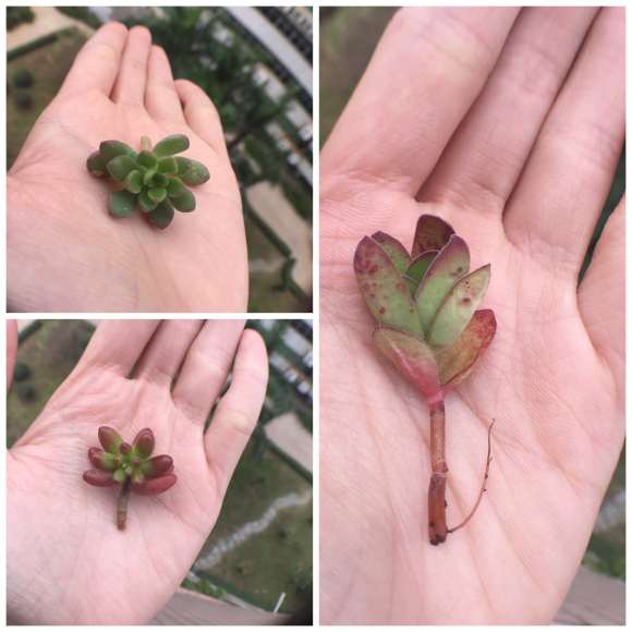 今天去多肉大棚捡回来的叶子