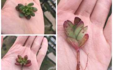 今天去多肉大棚捡回来的叶子 可以吗