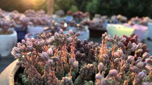 我开多肉大棚5年的经历