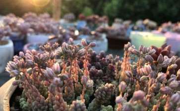 我开多肉大棚5年的经历 太便宜了