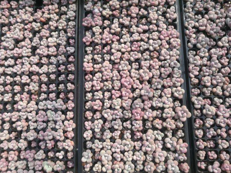 洛阳伊滨区的多肉大棚地址在哪里