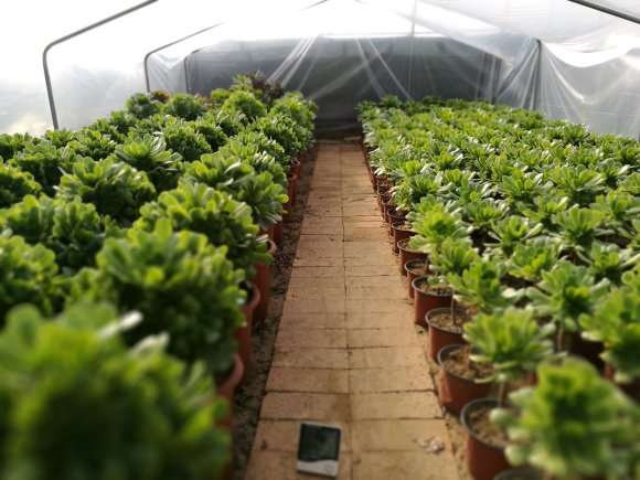 洛阳伊滨区的多肉大棚地址在哪里