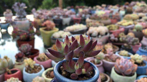 洛阳伊滨区的多肉大棚地址在哪里