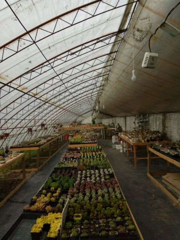 高碑店市多肉大棚地址在哪里