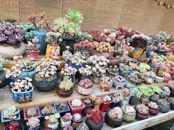 北京市多肉大棚地址在哪里