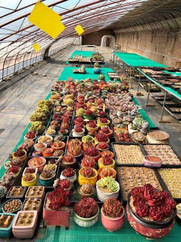 北京多肉大棚地址在哪里