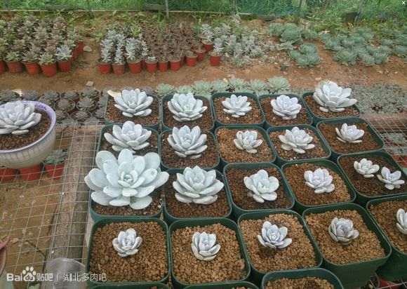 黄冈多肉大棚在哪里 地址和联系方式