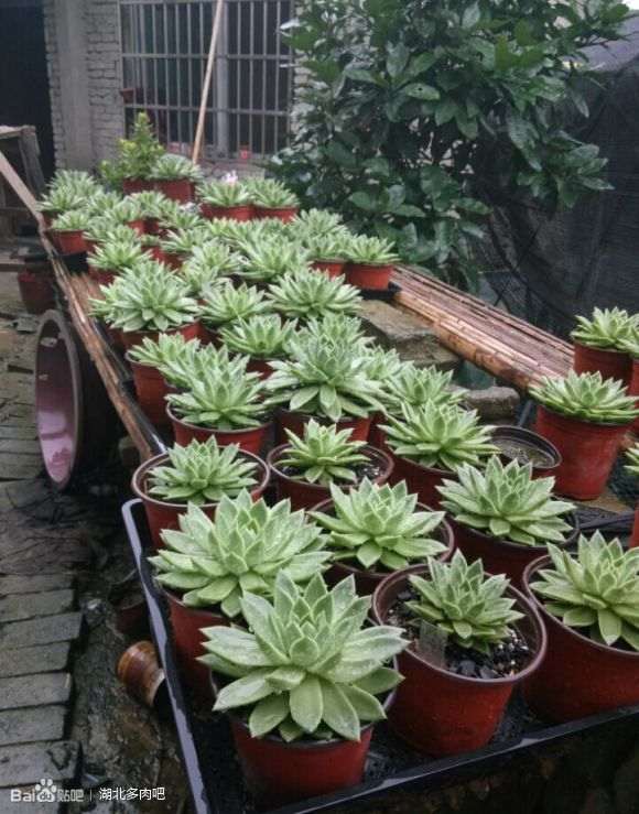 黄冈多肉大棚在哪里 地址和联系方式