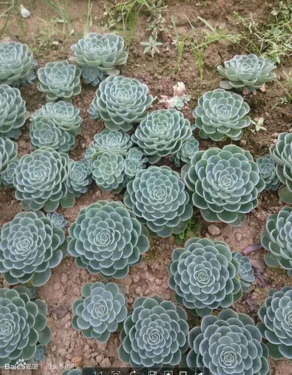 黄冈多肉大棚在哪里 地址和联系方式