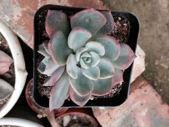 南京一家多肉大棚 拍了几张 图片