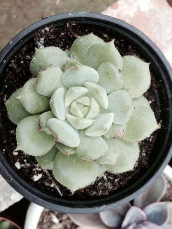 南京一家多肉大棚 拍了几张