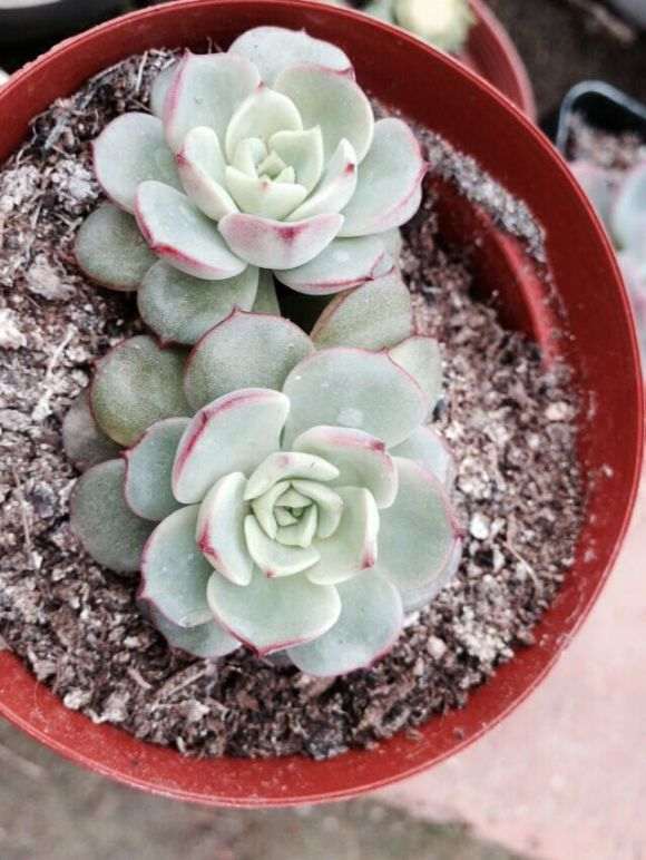 南京一家多肉大棚 拍了几张