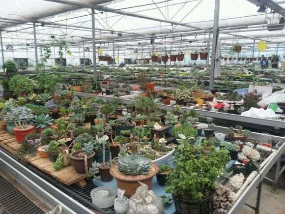 苏州越溪多肉大棚在哪里 求地址