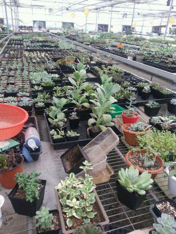 苏州越溪多肉大棚在哪里 求地址