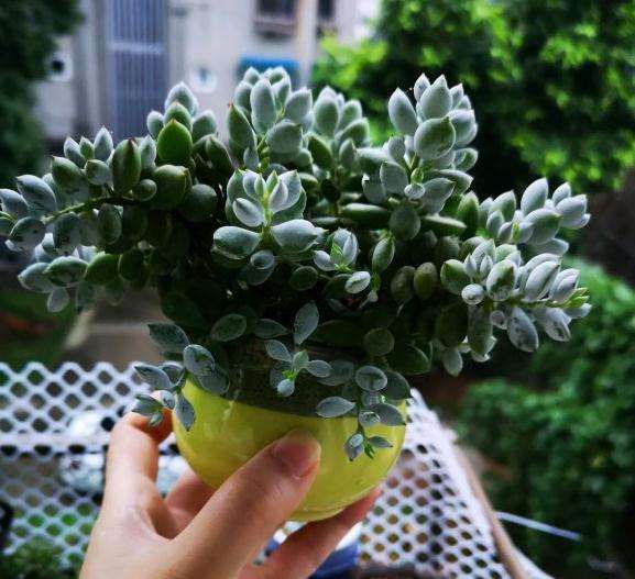 求推荐成都大的多肉大棚