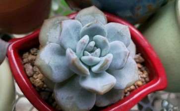 求推荐成都大的多肉大棚 图片