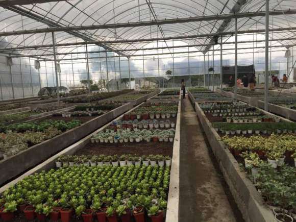 为什么杭州三墩多肉大棚价格不便宜