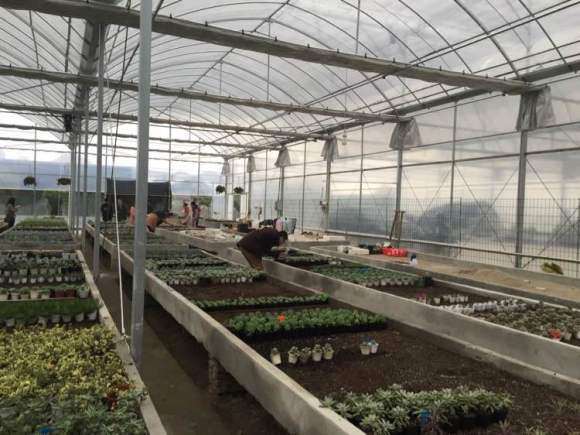 为什么杭州三墩多肉大棚价格不便宜