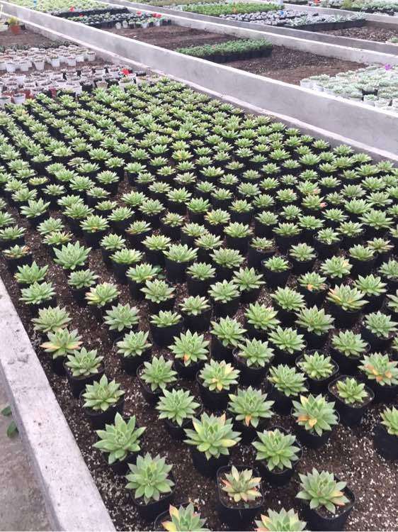 为什么杭州三墩多肉大棚价格不便宜